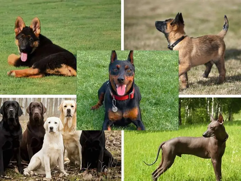 different types of k9 dogs