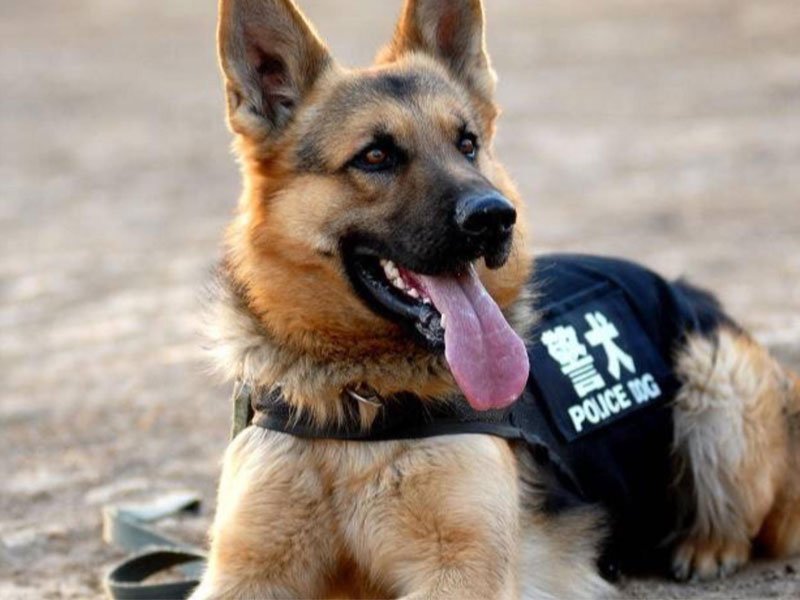 k9 police dog