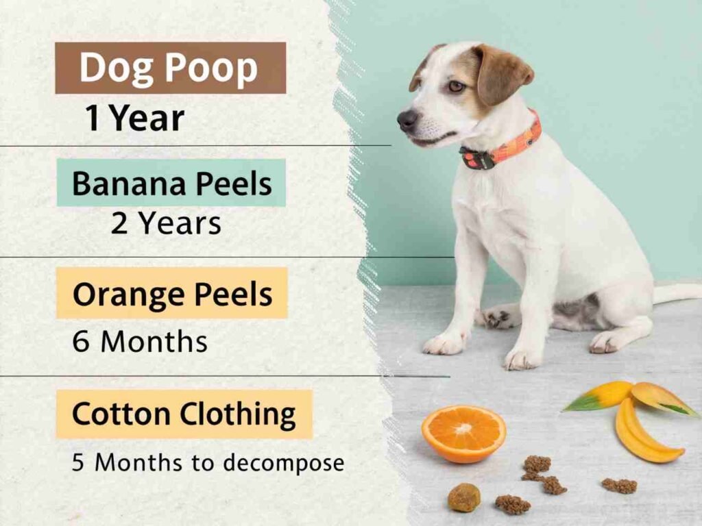 dog poop decomposition compares to other organic materials