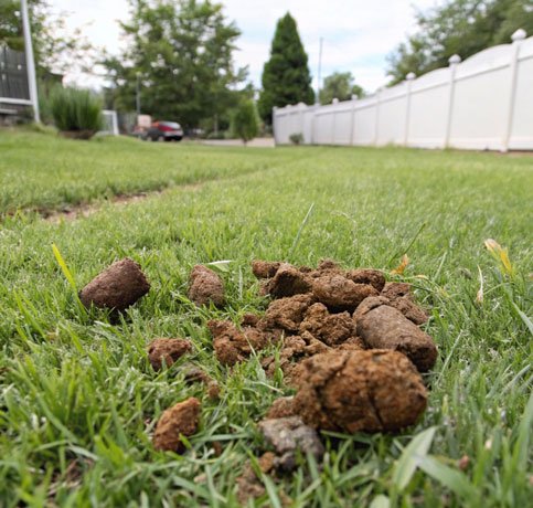 dog poop and pet waste