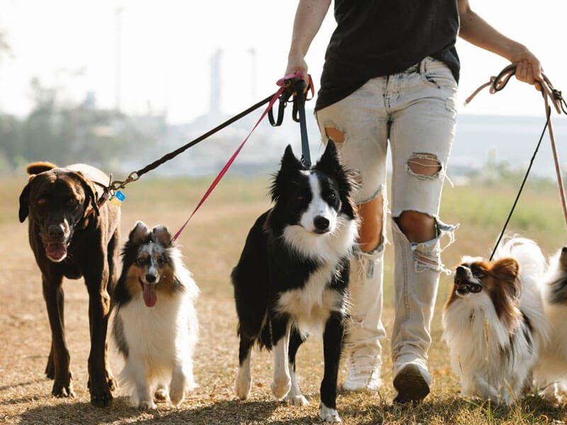 multi pet households